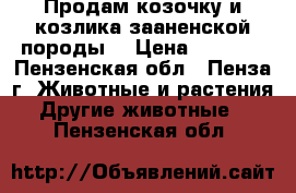 Продам козочку и козлика зааненской породы  › Цена ­ 3 500 - Пензенская обл., Пенза г. Животные и растения » Другие животные   . Пензенская обл.